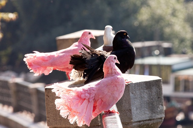 蘇蘭基憑藉 蘇蘭基憑藉